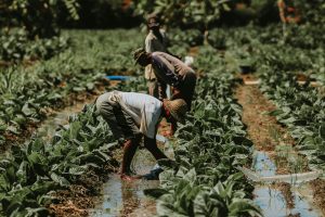Farmers working in lush tobacco fields of East Java, showcasing traditional agricultural techniques.