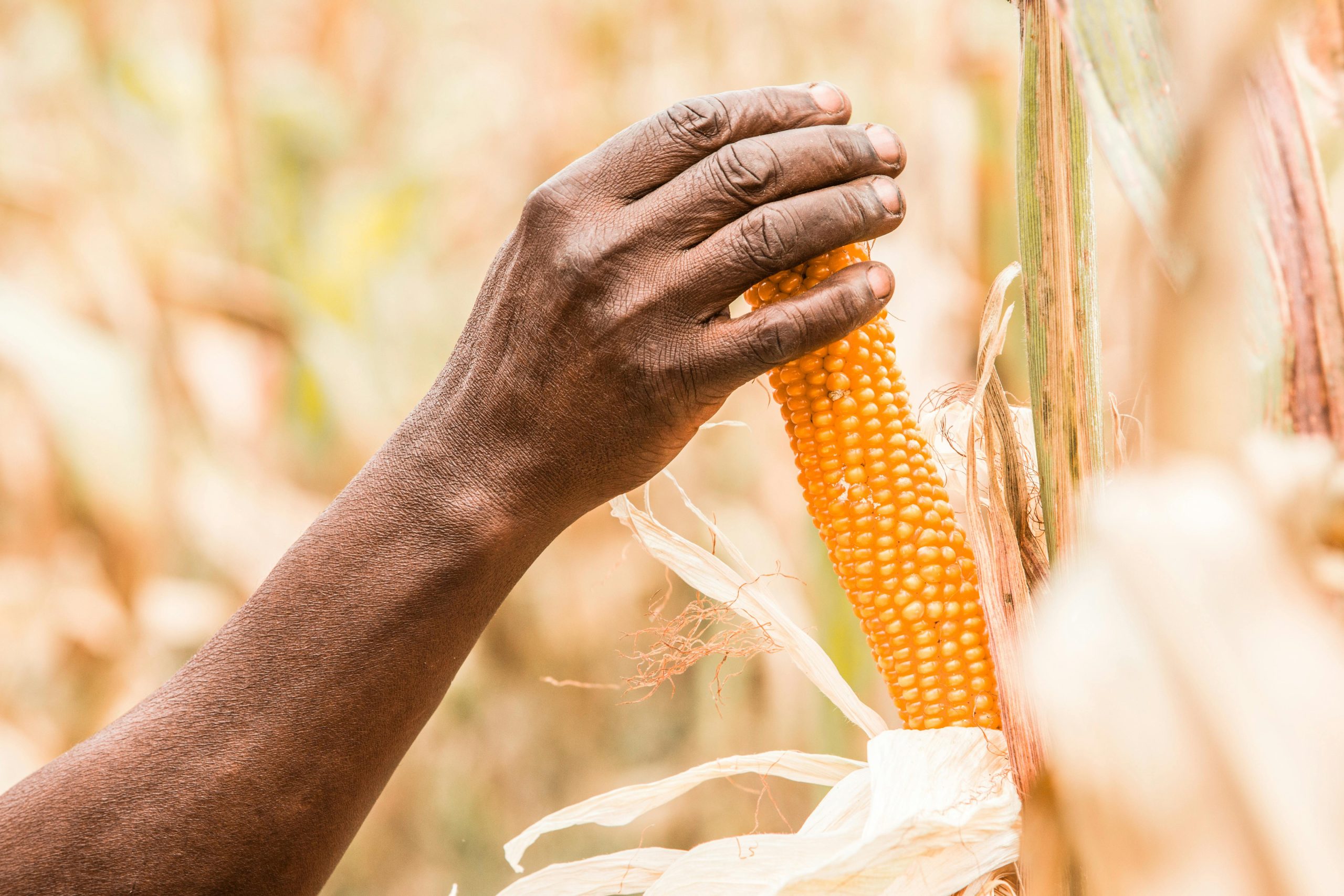 A hand gripping a ripe maize cob in a vibrant Kagera cornfield.