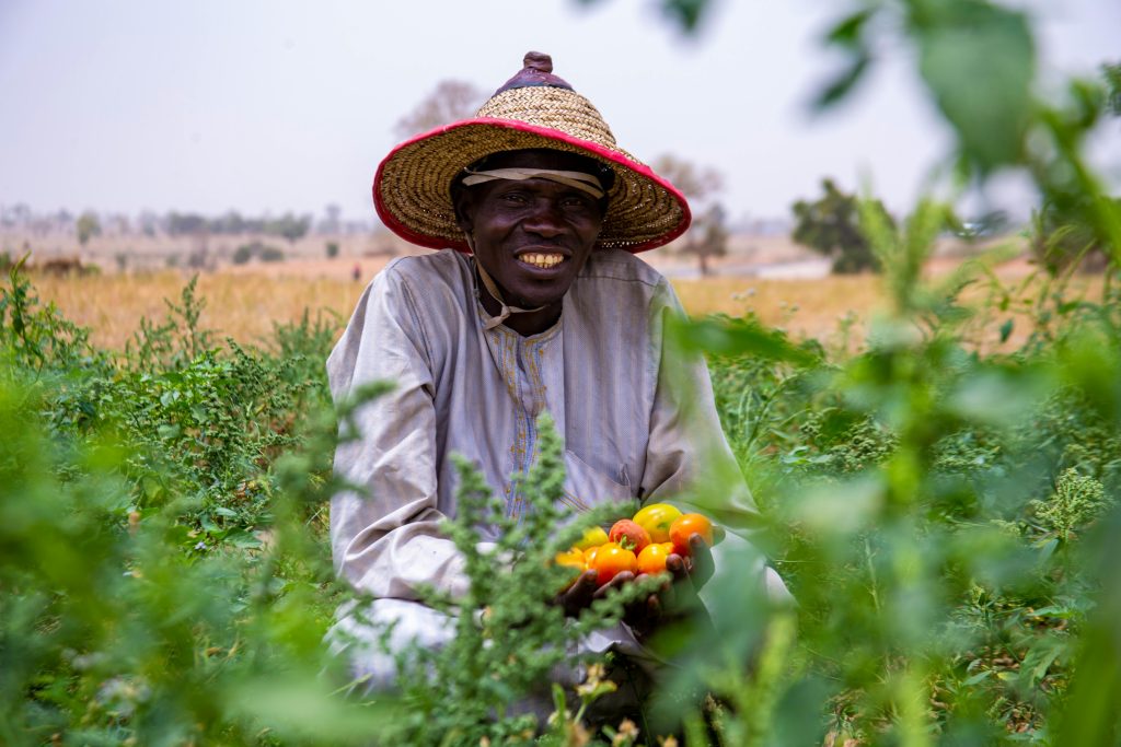 Local farmer in Kaduna, Nigeria holds freshly harvested tomatoes in a lush, green field.